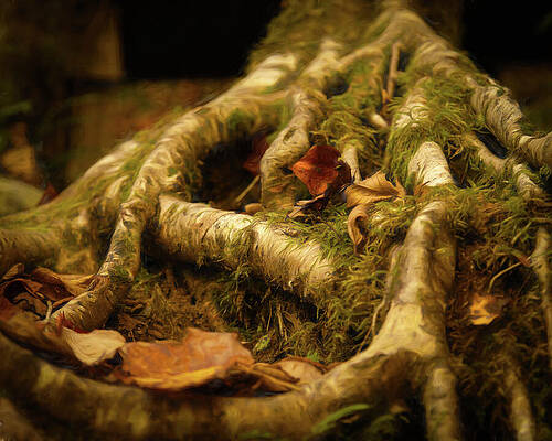 Wall Art - Photograph - Green Magic by Dodie Ross