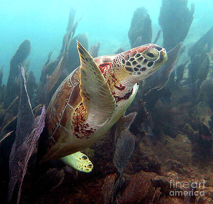 Green Sea Turtle 40 by Daryl Duda Green Sea Turtle 40 by Daryl Duda