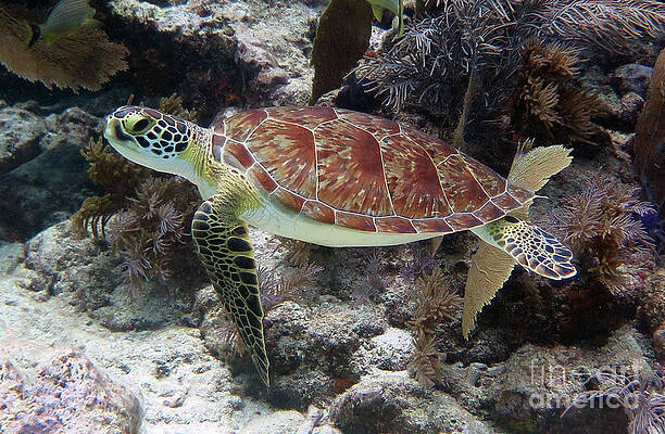 Green Sea Turtle 50 by Daryl Duda Green Sea Turtle 50 by Daryl Duda