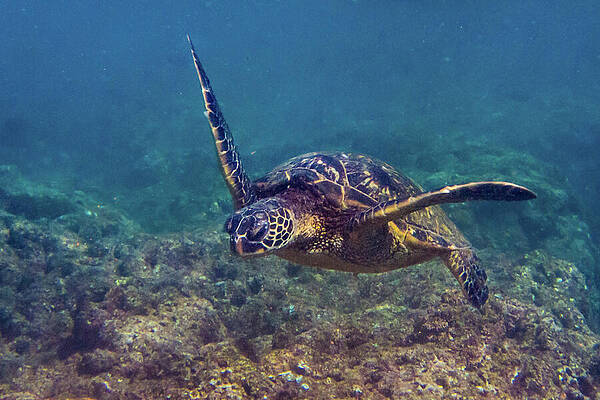 Wall Art - Photograph - Green Sea Turtle  Floating over a Rocky Reef by Nancy Gleason