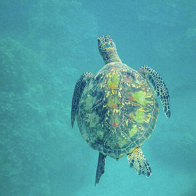 Wall Art - Photograph - Green Sea Turtle in a Maui Reef by Nancy Gleason