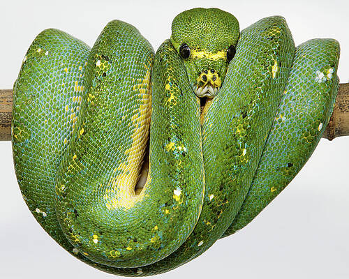 Italy, Emilia-romagna, The Arboreal Green Python (morelia Viridis) Tote Bag  by Salvatore Leanza - Pixels