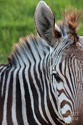 Grevy's Zebra by Greg Kopriva Grevy's Zebra by Greg Kopriva