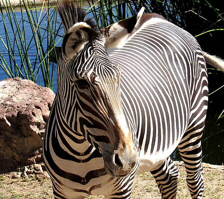 Grevy's Zebra Lost In The Stripes by Adrienne Wilson Grevy's Zebra Lost In The Stripes by Adrienne Wilson