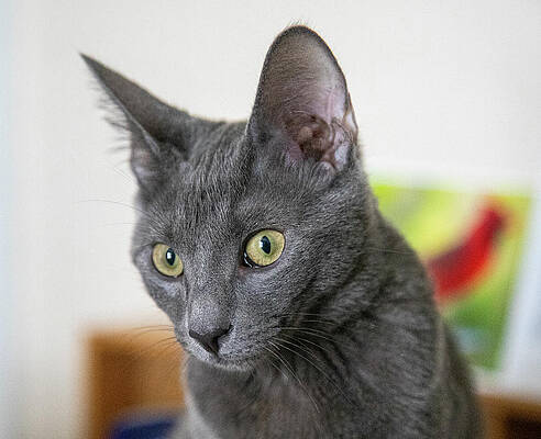 Grey Cat by Dart Humeston Grey Cat by Dart Humeston