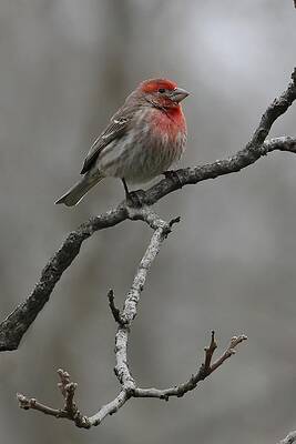 GREY HOUSE FINCH - crop by Jennifer Robin GREY HOUSE FINCH - crop by Jennifer Robin