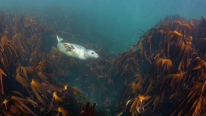 Grey Seal in the Kelp by Mike Clark Grey Seal in the Kelp by Mike Clark