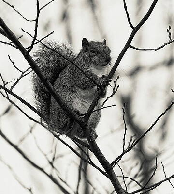 Grey Squirrel Monochrome by Jeff Townsend Grey Squirrel Monochrome by Jeff Townsend