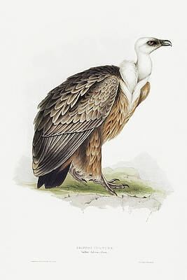 Vulture Drawing Stock Illustrations  1603 Vulture Drawing Stock  Illustrations Vectors  Clipart  Dreamstime