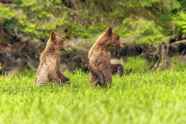 Wall Art - Photograph - Grizzlies of the Khutzeymateen #8 by Linda Ryma