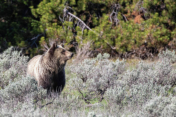 Wall Art - Photograph - Grizzly by Julie Argyle