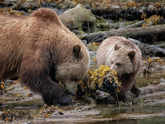 Grizzly Lunch by Randy Hall Grizzly Lunch by Randy Hall