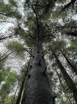 Grove of Evergreens by Anita Adams Grove of Evergreens by Anita Adams