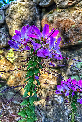 Growing Along the Rocks by Anthony M Davis Growing Along the Rocks by Anthony M Davis