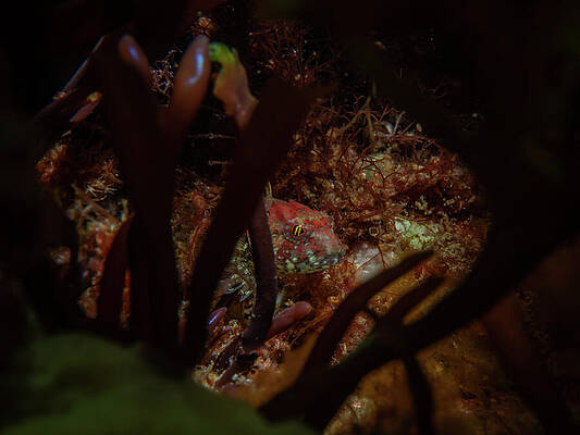 Wall Art - Photograph - Grubby in the algae forest by Brian Weber