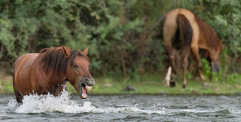 Grumpy Stallion. by Paul Martin Grumpy Stallion. by Paul Martin