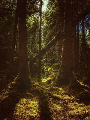 Guardians of the Forest by Josh Wagner Guardians of the Forest by Josh Wagner