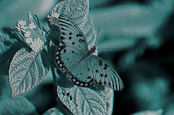 Gulf Fritillary Butterfly Emboss by David Weeks Gulf Fritillary Butterfly Emboss by David Weeks