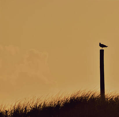 Wall Art - Photograph - Gull on a post by Christina McGoran