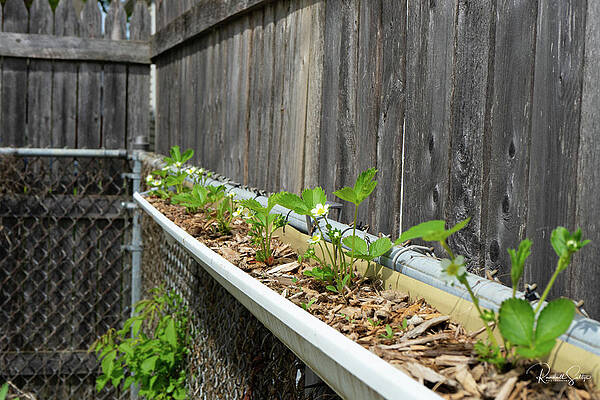 Gutter Berries by Randall Saltys Gutter Berries by Randall Saltys