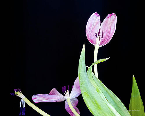 Half Tulip by Al Griffin Half Tulip by Al Griffin