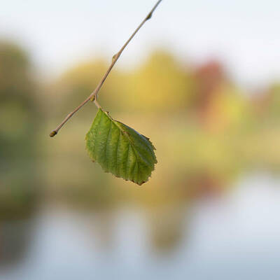 Hanging On by Forest Floor Photography Hanging On by Forest Floor Photography