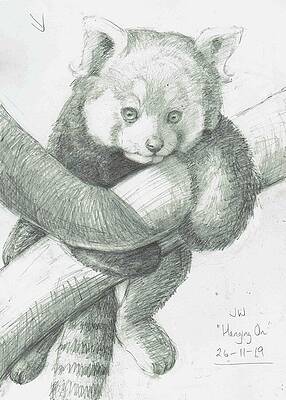 Red Panda Drawings Pixels Red Panda Drawings Pixels