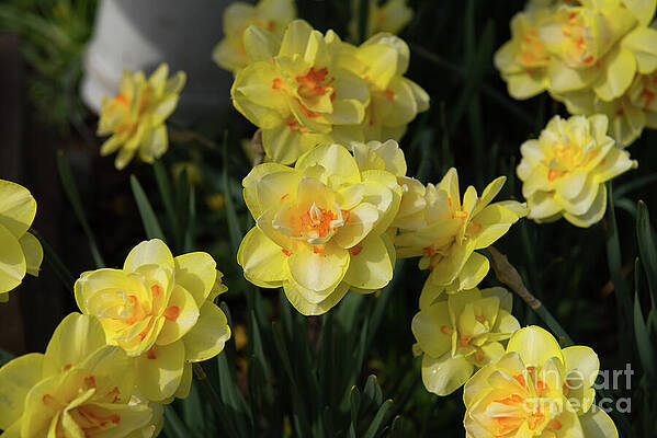 Wall Art - Photograph - Happy Daffodils by Vera Chwostyk