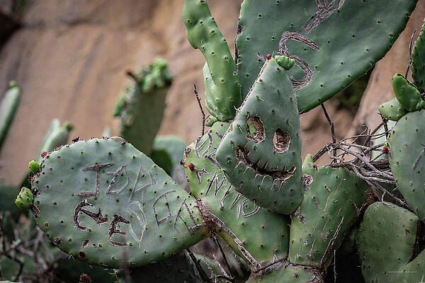 Happy Face by David Barile Happy Face by David Barile