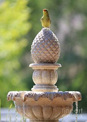 Happy Goldfinch on Fountain by Carol Groenen Happy Goldfinch on Fountain by Carol Groenen