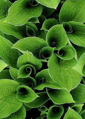 Wall Art - Photograph - Happy Hostas With Drops of Dew Vertical by Kathi Mirto