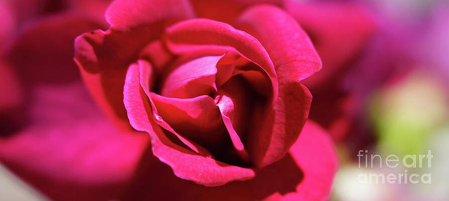 Happy Mother's Day by Felix Lai Happy Mother's Day by Felix Lai