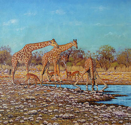  Harmony by Takudzwa Allan Nhananga