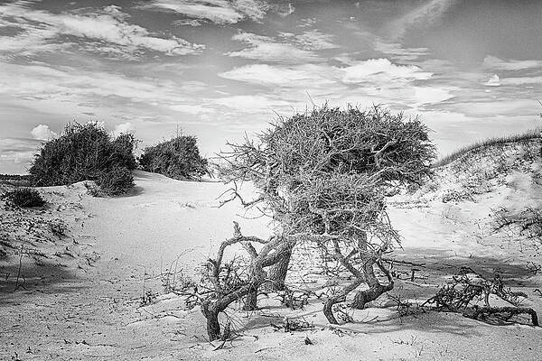 Harsh Environment - the Struggle for Life on a Remote Beach by Bob Decker Harsh Environment - the Struggle for Life on a Remote Beach by Bob Decker