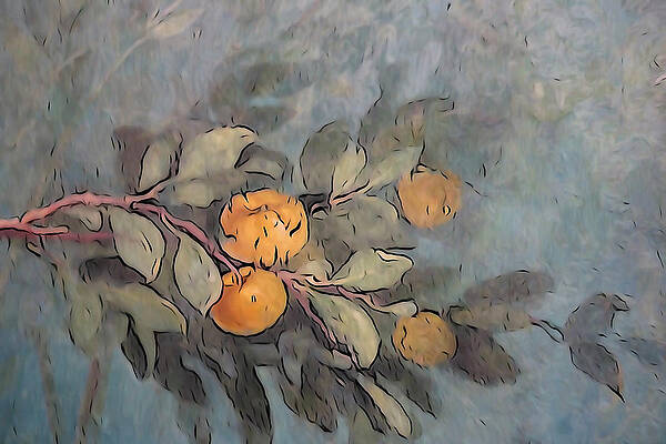Wall Art - Digital Art - Hasselblad Stellar In-Camera Digital Art  by Matthew Bamberg