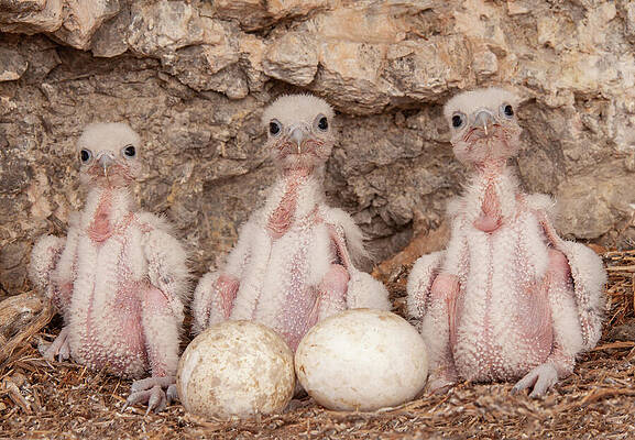 Hatchlings by Kent Keller Hatchlings by Kent Keller
