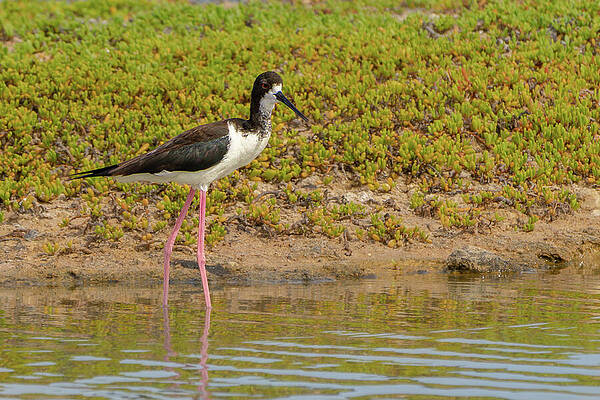 Wall Art - Photograph - Hawaiian Black-necked Stilt in Bird Sanctuary by Nancy Gleason