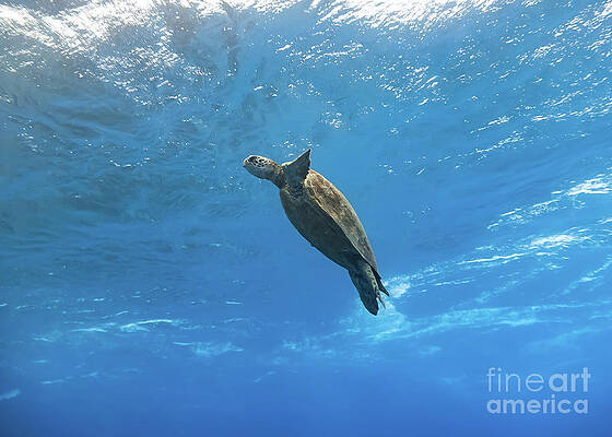Hawaiian Sea Turtle Coming to the Surface of the Ocean by Steven Apsley