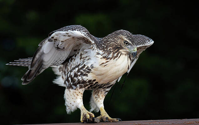 Wall Art - Photograph - Hawk on Table by Michael Hubley