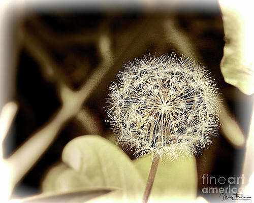 Heavenly Dandelion by Marty Faulkner Heavenly Dandelion by Marty Faulkner