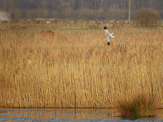 hedley wright wildlife of the uk wall art