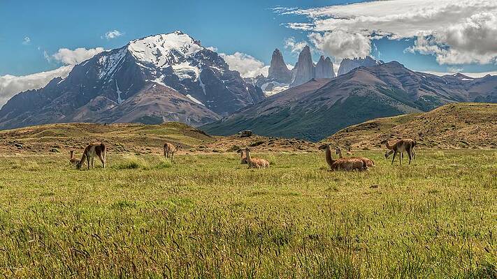 Wall Art - Photograph - Herd of Guanacos grazing and resting in the foothills of Torres  by Henri Leduc