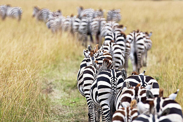 Herd of Migrating Zebra in Africa by Good Focused Herd of Migrating Zebra in Africa by Good Focused