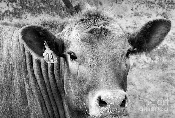 Wall Art - Photograph - Here's Lookin' At You, Kid by Granny B Photography
