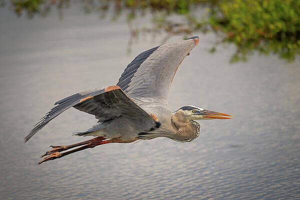Wall Art - Photograph - Heron Express by Bill Cubitt