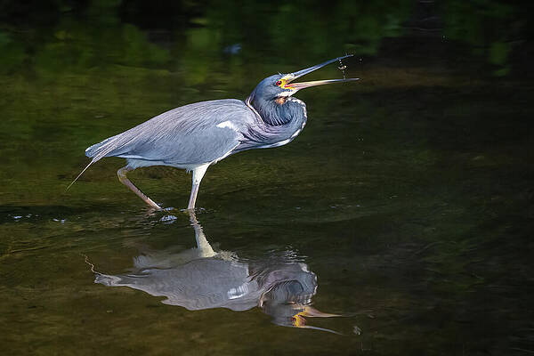 Wall Art - Photograph - Heron Fishing Reflection by Bill Cubitt