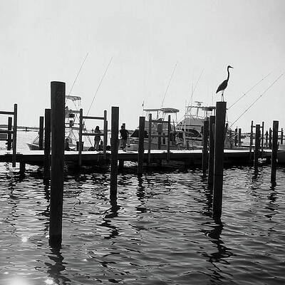 Heron on Fishing Pier by James C Richardson Heron on Fishing Pier by James C Richardson