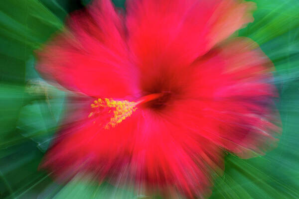 Hibiscus Abstract by Jamie MacKenzie Hibiscus Abstract by Jamie MacKenzie