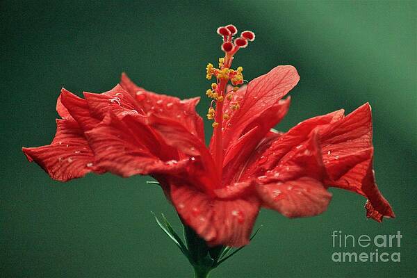 Hibiscus Beauty Covered with Dewdrops by Philip and Robbie Bracco Hibiscus Beauty Covered with Dewdrops by Philip and Robbie Bracco