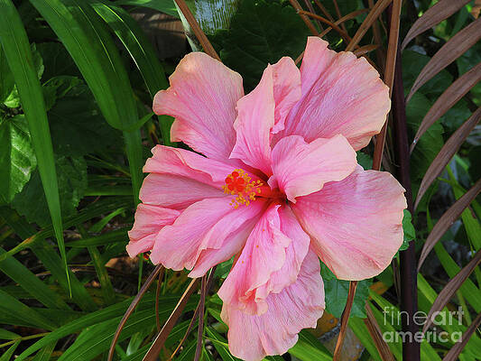 Wall Art - Photograph - Hibiscus by Cindy Murphy